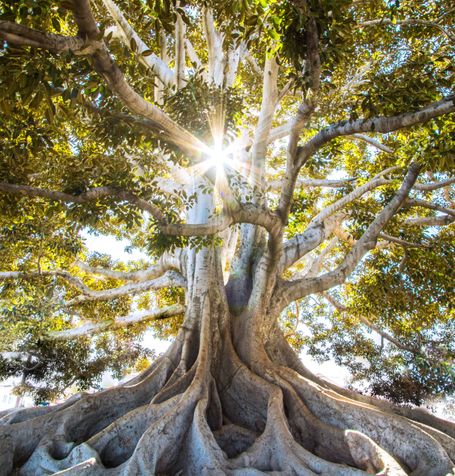 Arbre-de-la-vie-yogessence